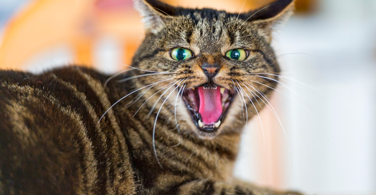 What Research Says About Cats: They’re Selfish, Unfeeling, and Environmentally Harmful