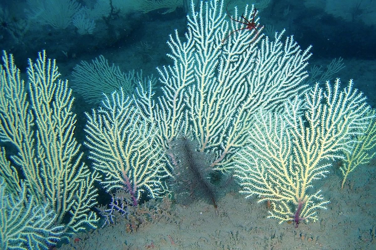 Long Presumed Dead, a West African Reef Is Found Thriving