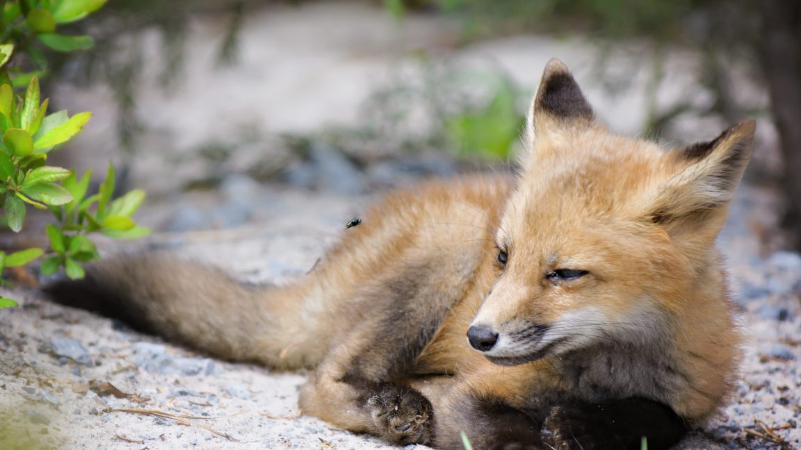 How a 23-year-old first-time Firefox coder fixed a 22-year-old bug | Ars Te