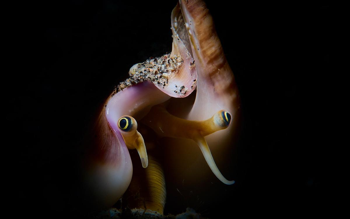 To understand AI sentience, first understand it in animals | Aeon Essays