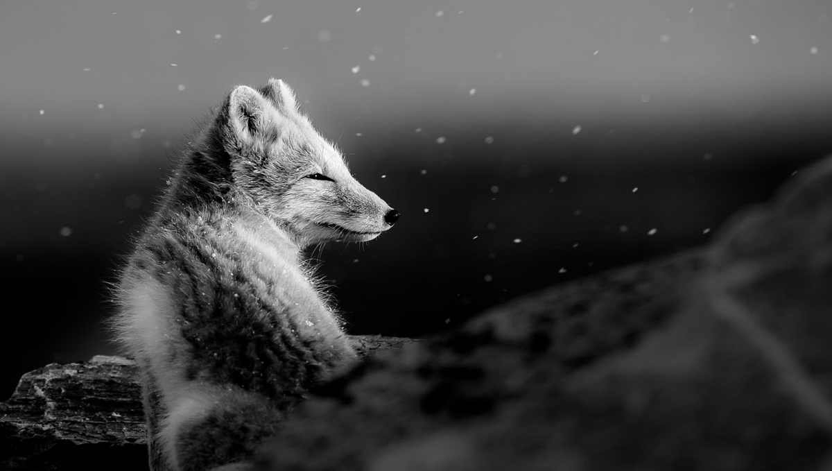 The ‘arctic fox’ model of software delivery | by Mark Rees | Humans of Xero