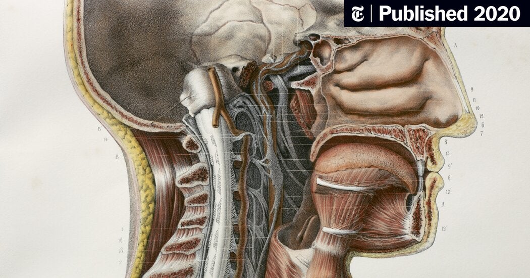 Doctors May Have Found Secretive New Organs in the Center of Your Head - Th