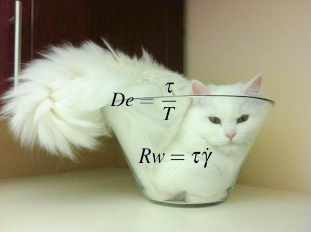 Are Cats Liquid? - Tenderly
