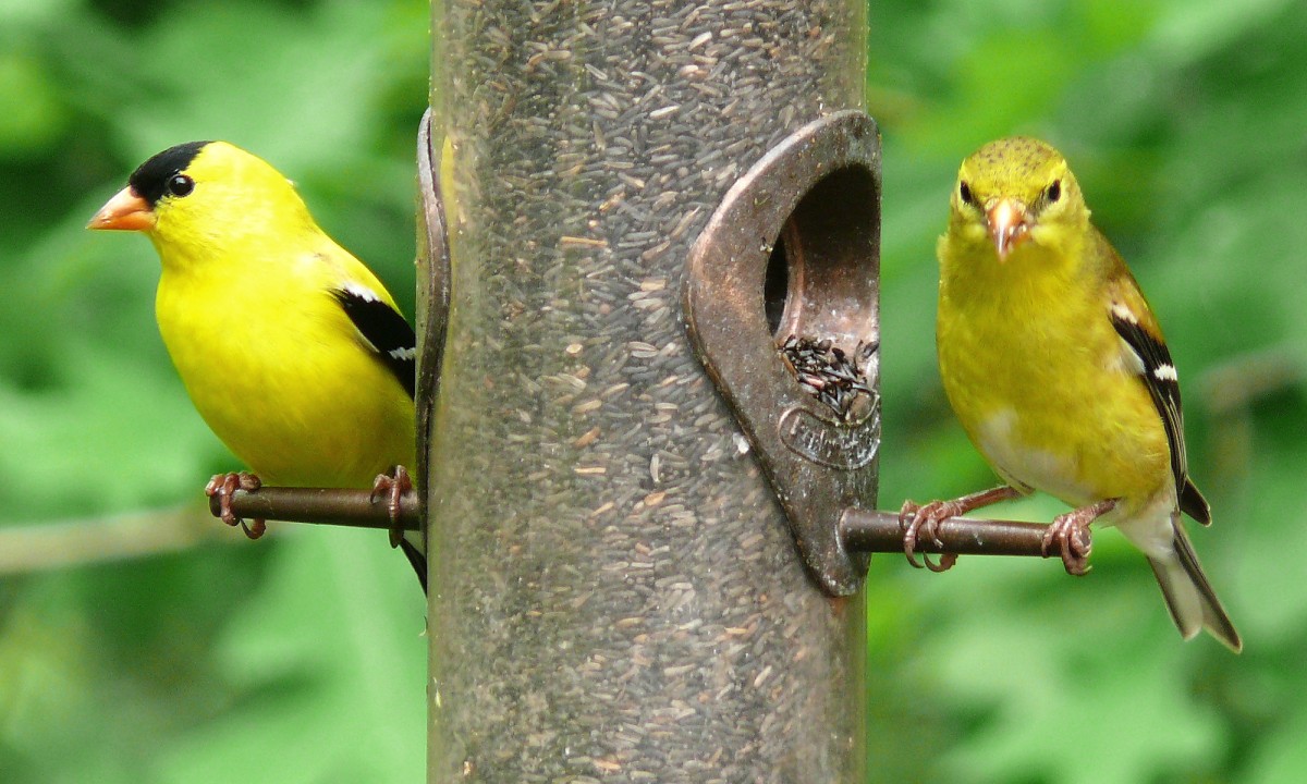 Canary Deployments
